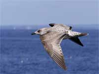 Goéland argenté Larus argentatus