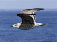 Goéland argenté Larus argentatus