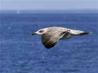 Goéland argenté Larus argentatus