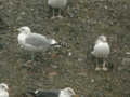 Goéland argenté Larus argentatus RMO et Goéland brun Larus fuscus TA9