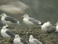 Goéland argenté Larus argentatus argentatus ?