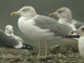 Goéland argenté Larus argentatus argentatus