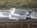 Goéland argenté Larus argentatus argentatus