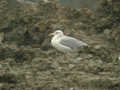 Goéland argenté Larus argentatus argenteus