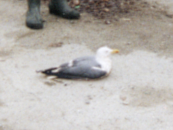 Goéland argenté Larus argentatus x Goéland leucophée Larus michahellis ?