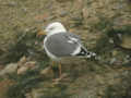 Goéland argenté Larus argentatus x Goéland leucophée Larus michahellis ?