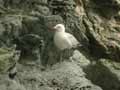 Goéland d’Audouin Larus audouinii