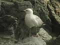 Goéland d’Audouin Larus audouinii