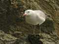 Goéland d’Audouin Larus audouinii