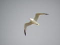 Goéland d’Audouin Larus audouinii