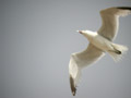 Goéland d’Audouin Larus audouinii