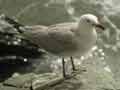 Goéland d’Audouin Larus audouinii