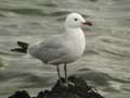 Goéland d’Audouin Larus audouinii