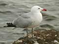 Goéland d’Audouin Larus audouinii