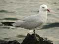 Goéland d’Audouin Larus audouinii