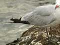 Goéland d’Audouin Larus audouinii