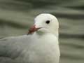 Goéland d’Audouin Larus audouinii