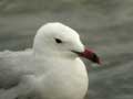 Goéland d’Audouin Larus audouinii