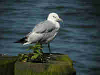 Goéland à bec cerclé Larus delawarensis