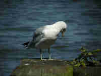 Goéland à bec cerclé Larus delawarensis