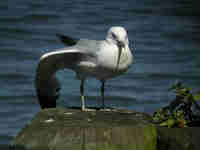 Goéland à bec cerclé Larus delawarensis