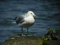 Goéland à bec cerclé Larus delawarensis