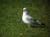 Goéland à bec cerclé Larus delawarensis