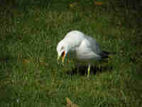 Goéland à bec cerclé Larus delawarensis