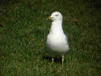 Goéland à bec cerclé Larus delawarensis