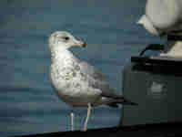 Goéland à bec cerclé Larus delawarensis