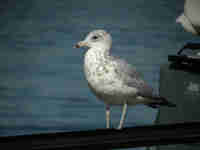 Goéland à bec cerclé Larus delawarensis