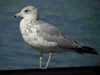 Goéland à bec cerclé Larus delawarensis