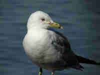 Goéland à bec cerclé Larus delawarensis