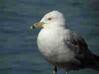 Goéland à bec cerclé Larus delawarensis