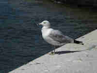 Goéland à bec cerclé Larus delawarensis