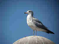 Goéland à bec cerclé Larus delawarensis