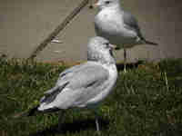 Goéland à bec cerclé Larus delawarensis