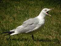 Goéland à bec cerclé Larus delawarensis