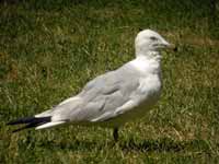 Goéland à bec cerclé Larus delawarensis