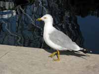 Goéland à bec cerclé Larus delawarensis