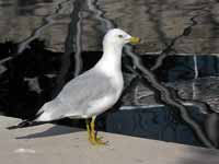 Goéland à bec cerclé Larus delawarensis