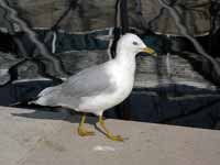 Goéland à bec cerclé Larus delawarensis