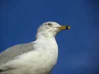 Goéland à bec cerclé Larus delawarensis