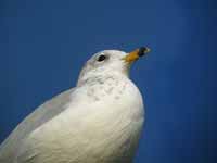 Goéland à bec cerclé Larus delawarensis