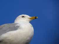 Goéland à bec cerclé Larus delawarensis