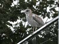 Goéland à bec cerclé Larus delawarensis