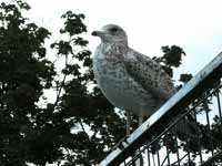 Goéland à bec cerclé Larus delawarensis