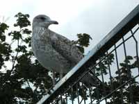 Goéland à bec cerclé Larus delawarensis