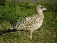 Goéland à bec cerclé Larus delawarensis