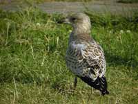 Goéland à bec cerclé Larus delawarensis